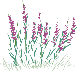 DS-_thumb1.gif